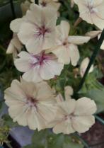 Phlox ' crème brûlee' zaden, Ophalen of Verzenden, Voorjaar, Volle zon, Zaad