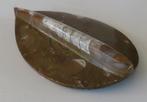 Uit inboedel: Orthoceras fossiel, Afrika  incl verzenden, Verzamelen, Mineralen en Fossielen, Verzenden, Fossiel