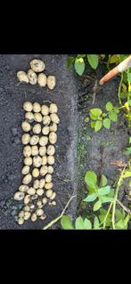 Frieslanders Aardappelpootgoed, Ophalen, Voorjaar, Volle zon, Knol