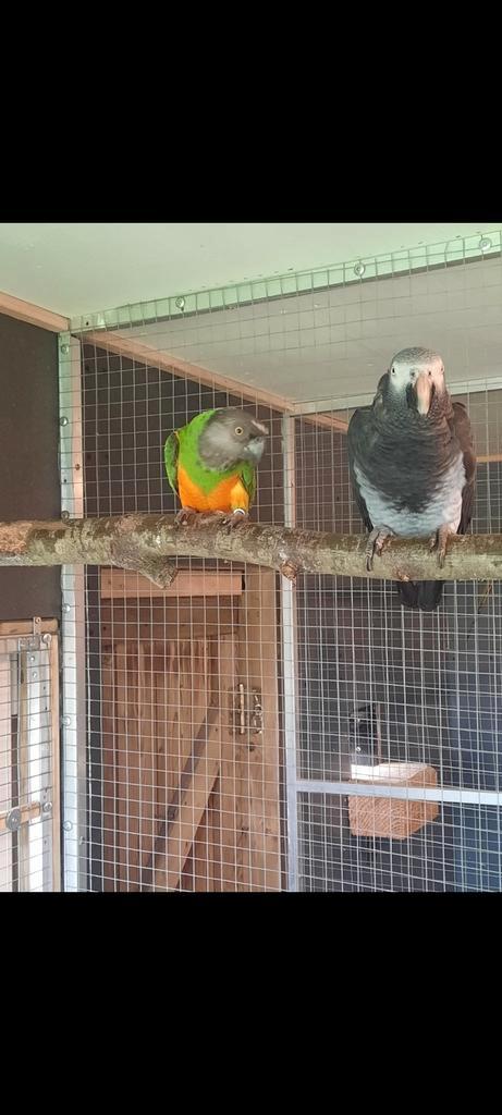 Warm huisje gezocht, Dieren en Toebehoren, Vogels | Parkieten en Papegaaien, Papegaai, Mannelijk, Tam