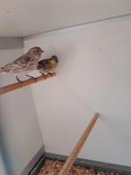 Mooie mozaiek agaat kanarie's te koop, Dieren en Toebehoren, Vogels | Kanaries, Mannelijk, Kleurkanarie