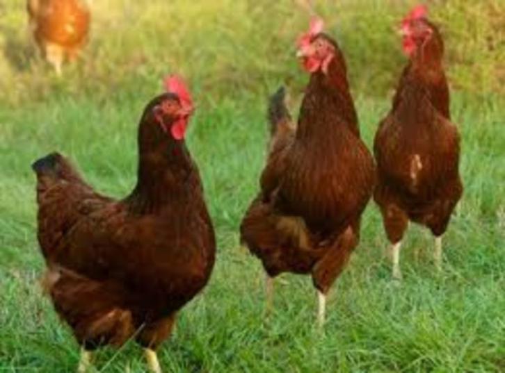 Rhode Island legkippen., Dieren en Toebehoren, Pluimvee, Kip, Vrouwelijk