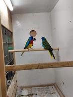 Splendids, Mannelijk, Parkiet