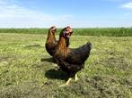Mooie tamme Harco kippen gesekst en ingeënt | goede leggers, Dieren en Toebehoren, Pluimvee, Vrouwelijk, Kip