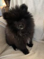 Een prachtige pomeriaan/dwergkees pup💙reu)., Keeshond, 8 tot 15 weken, Parvo, Meerdere