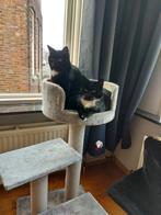 Gezocht een nieuw huisje., Dieren en Toebehoren, Katten en Kittens | Overige Katten, Poes