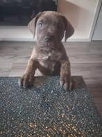 Prachtige Cane Corso pups, Parvo, Overige rassen, 8 tot 15 weken, Meerdere