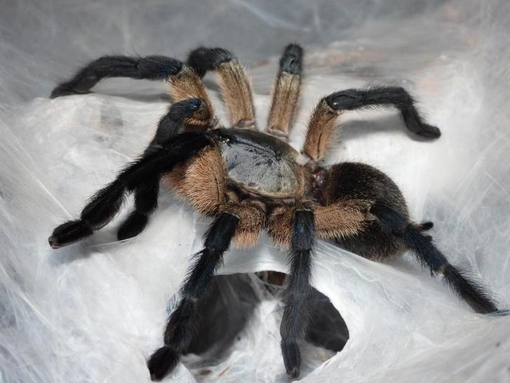 Monocentropus balfouri slings vogelspin, Dieren en Toebehoren, Insecten en Spinnen