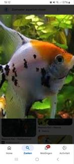 Gezocht aquarium vissen, Ophalen of Verzenden, Golfballen frl, Marcel.weiland@hotmail.com, Uilenburgstate