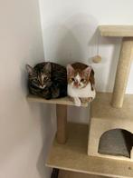 Te koop: Oranje-witte kat (man)2 jaar oud speels en gezellig, Kater, 0 tot 2 jaar