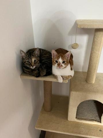 Te koop: Oranje-witte kat (man)2 jaar oud speels en gezellig beschikbaar voor biedingen