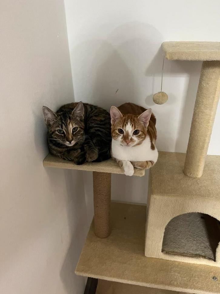 Te koop: Oranje-witte kat (man)2 jaar oud speels en gezellig, Dieren en Toebehoren, Katten en Kittens | Raskatten | Korthaar, Kater