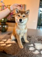 Raszuivere Shiba Inu reu - klaar voor zijn nieuwe gezin!, Parvo, Nederland, 15 weken tot 1 jaar, Eén hond
