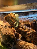 Varanus reisingeri, Dieren en Toebehoren, Reptielen en Amfibieën, 0 tot 2 jaar