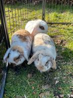 3 lieve konijnen zoeken een nieuwe plek!, Vrouwelijk, 0 tot 2 jaar