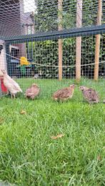 4 japanse kwartel hennen., Meerdere dieren, Overige soorten