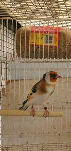 Putters, Dieren en Toebehoren, Vogels | Overige Vogels, Meerdere dieren, Wildzangvogel
