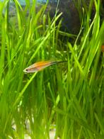 Zwaarddrager, Dieren en Toebehoren, Vissen | Aquariumvissen, Vis