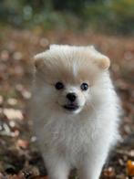 Pomeriaan puppy (pommie), Dieren en Toebehoren, Keeshond, Reu, 8 tot 15 weken, Eén hond