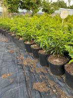 Volle Portugese laurier 40cm in7literpot €3,50 taxus bacata, Ophalen, Bloeit niet, Overige soorten