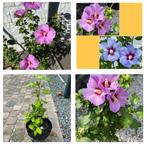 Hibiscus vaste plant, plantjes & stekjes in div kleuren, Tuin en Terras, Planten | Tuinplanten, Ophalen of Verzenden, Zomer, Overige soorten