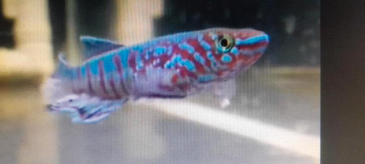 Fundulopanchax sjoestedti Loe, Dieren en Toebehoren, Vissen | Aquariumvissen, Zoetwatervis, Vis