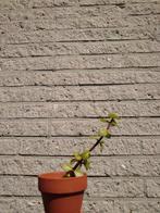 particula Afra olifant bush bonsai, Ophalen, Zomer