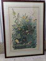 Vogelprenten, Antiek en Kunst, Kunst | Etsen en Gravures, Ophalen