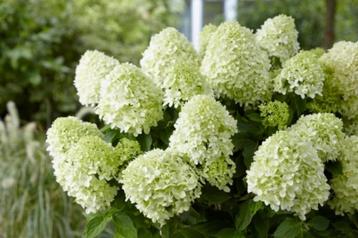 HORTENSIA 'LITTLE SPOOKY' dwerg pluimhortensia, grote pot beschikbaar voor biedingen