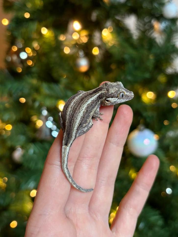 Striped gargoyle gekko