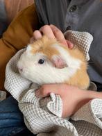 Cavia beer 3 jaar, Dieren en Toebehoren, Knaagdieren, Cavia, Augustus, Mannelijk, Tam