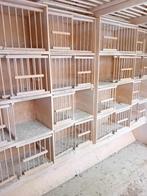 postduiven broedbakken, Dieren en Toebehoren, Vogels | Duiven, Meerdere dieren, Postduif