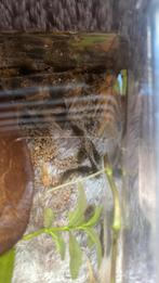 Jonge algeneters, Dieren en Toebehoren, Vissen | Aquariumvissen, Vis