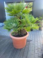Chamaerops humilis Vulcano, Lente, 100 tot 250 cm, Palmboom, Ophalen