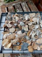 Verzameling fossiele schelpen Kaloot, Ophalen of Verzenden, Schelp(en)