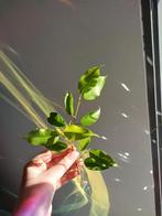 Ficus Benjamina n.1, Huis en Inrichting, Ophalen, Ficus, Minder dan 100 cm