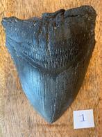 Megalodon tand 13 cm, Ophalen of Verzenden, Fossiel