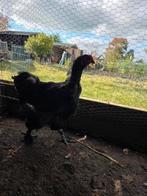 !ORPINGTON X BRAHMA HAAN MOET ZO SNEL MOGELIJK WEG!, Mei, Mannelijk
