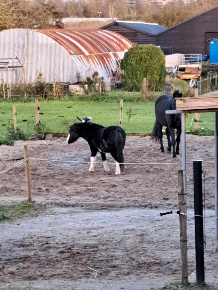Paard en pony zoekt maatje, Dieren en Toebehoren, Stalling en Weidegang