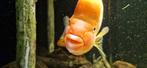 Red devil / midas cichliden 5 stuks, Dieren en Toebehoren, Vissen | Aquariumvissen, Vis, Zoetwatervis