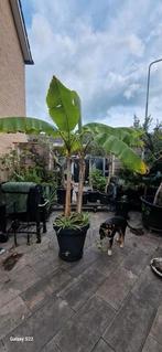 Bananenbomen Musa Basjo, Ophalen, Volle zon, Overige soorten