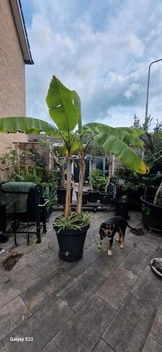 Bananenbomen Musa Basjo beschikbaar voor biedingen