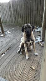 Kangal, België, Particulier, Rabiës (hondsdolheid), Reu