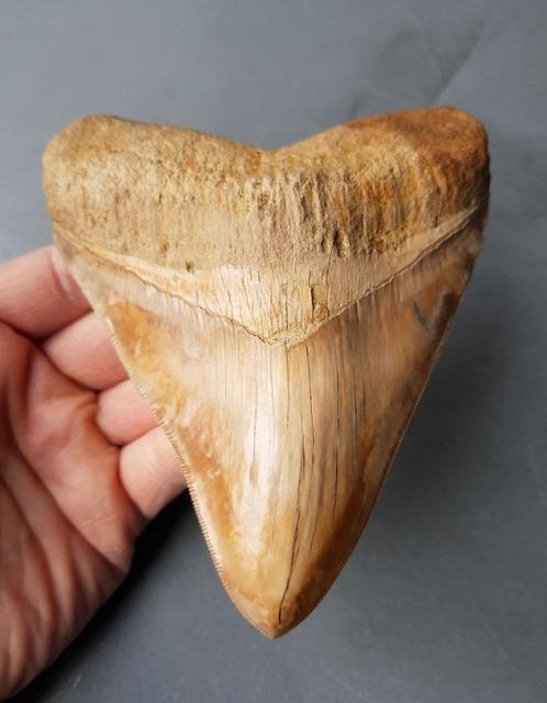 *white bourlette* Megalodon tand 14,2cm, Verzamelen, Mineralen en Fossielen, Fossiel, Ophalen of Verzenden