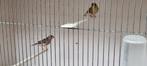 Citroenborst Edelzangers!, Dieren en Toebehoren, Vogels | Overige Vogels, Meerdere dieren, Tropenvogel, Geringd