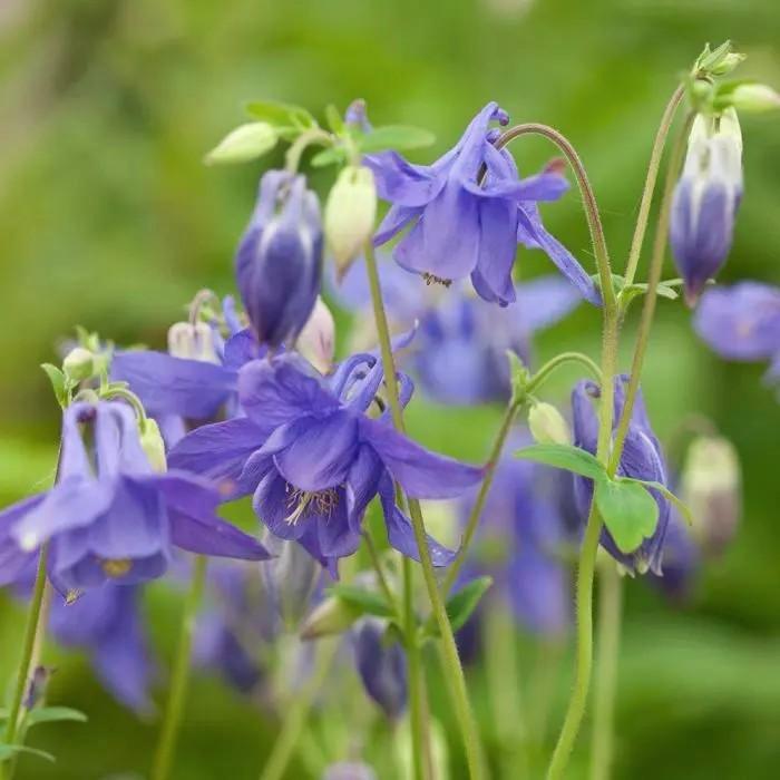 Uit de biologische moestuin: Akelei, zaden., Tuin en Terras, Bloembollen en Zaden, Zaad, Voorjaar, Halfschaduw, Ophalen of Verzenden