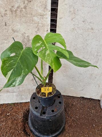 Monstera Deliciosa Albo Variegata kamerplant beschikbaar voor biedingen