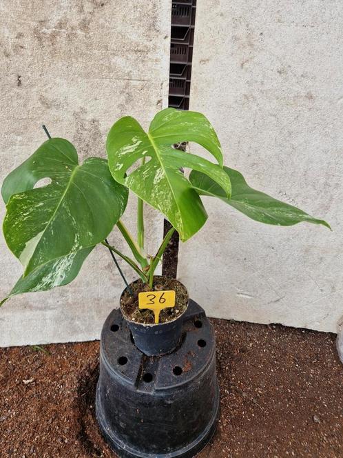 Monstera Deliciosa Albo Variegata kamerplant, Huis en Inrichting, Kamerplanten, Overige soorten, Minder dan 100 cm, Ophalen of Verzenden