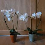 Orchidee in pot, Ophalen of Verzenden, Zo goed als nieuw