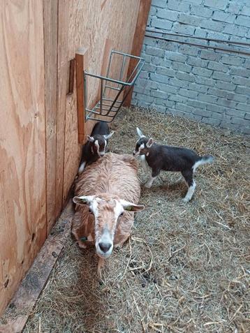 Toggenburger geit met 2 lammetjes beschikbaar voor biedingen